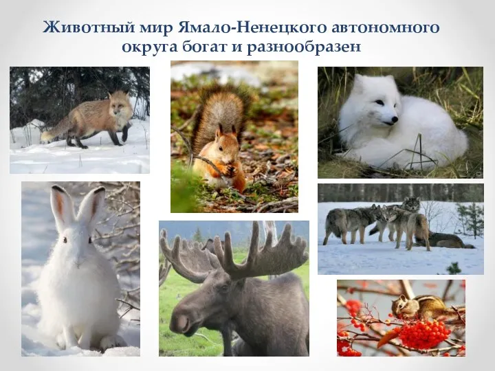 Животный мир Ямало-Ненецкого автономного округа богат и разнообразен