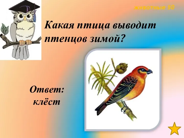 животные 50 Какая птица выводит птенцов зимой? Ответ: клёст