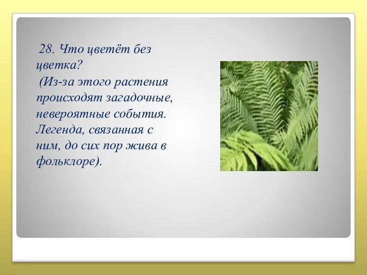 28. Что цветёт без цветка? (Из-за этого растения происходят загадочные,