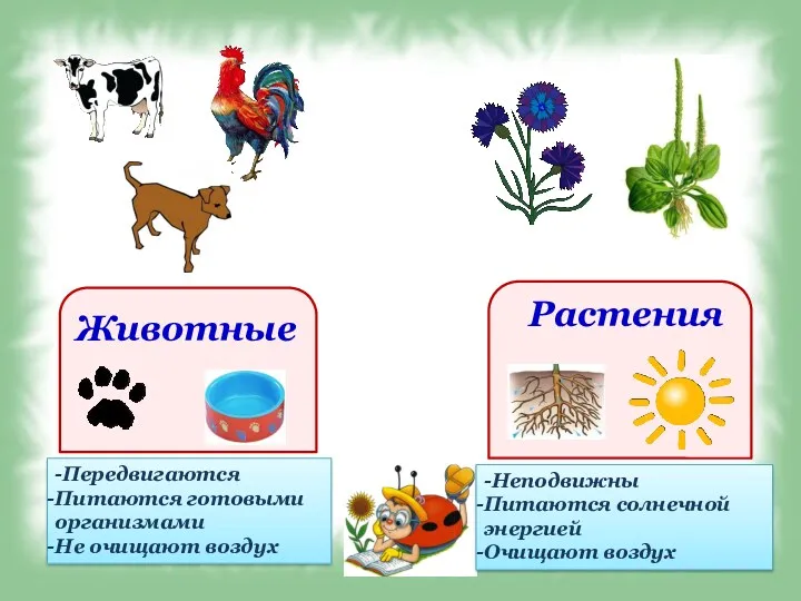 -Передвигаются Питаются готовыми организмами Не очищают воздух -Неподвижны Питаются солнечной энергией Очищают воздух