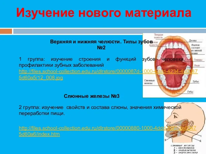 Изучение нового материала Верхняя и нижняя челюсти. Типы зубов №2