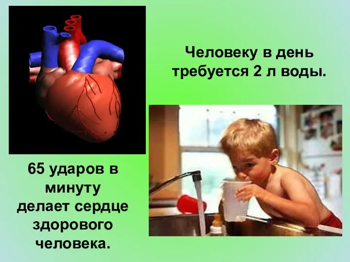 Человеку в день требуется 2 л воды. 65 ударов в минуту делает сердце здорового человека.