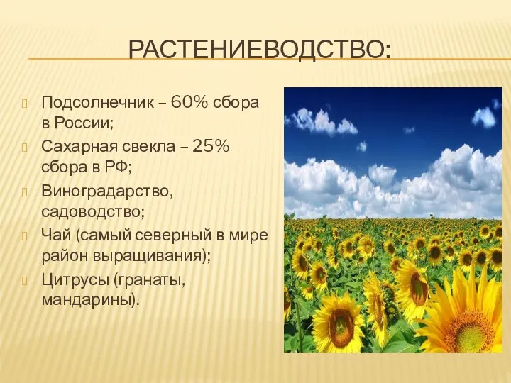 РАСТЕНИЕВОДСТВО: Подсолнечник – 60% сбора в России; Сахарная свекла – 25% сбора в