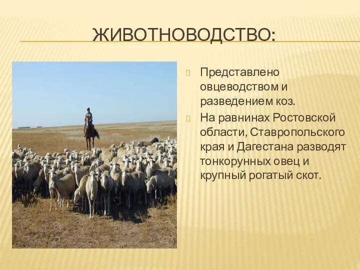 ЖИВОТНОВОДСТВО: Представлено овцеводством и разведением коз. На равнинах Ростовской области, Ставропольского края и