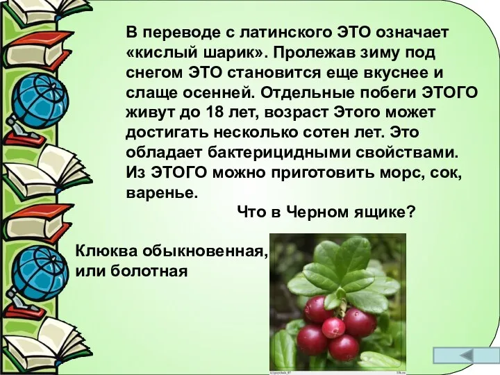 В переводе с латинского ЭТО означает «кислый шарик». Пролежав зиму