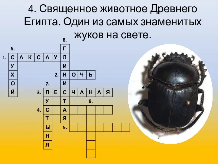 4. Священное животное Древнего Египта. Один из самых знаменитых жуков на свете.