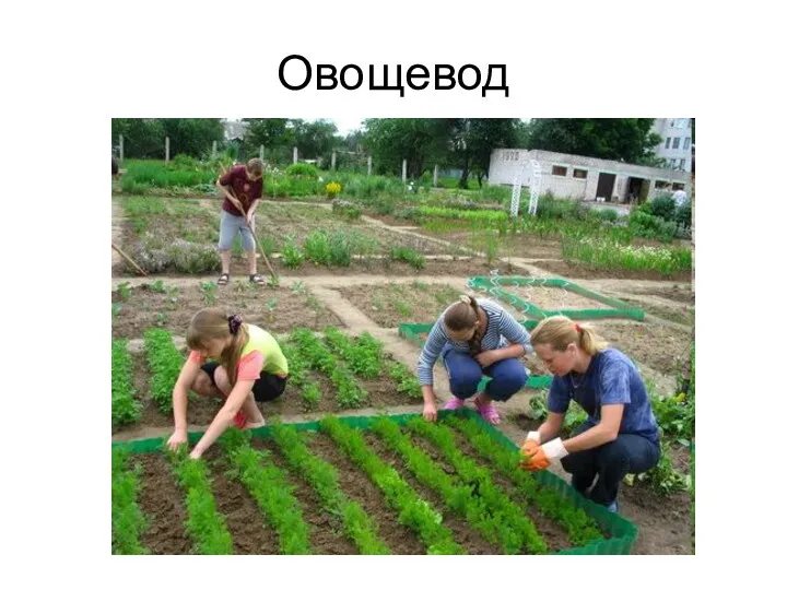 Овощевод