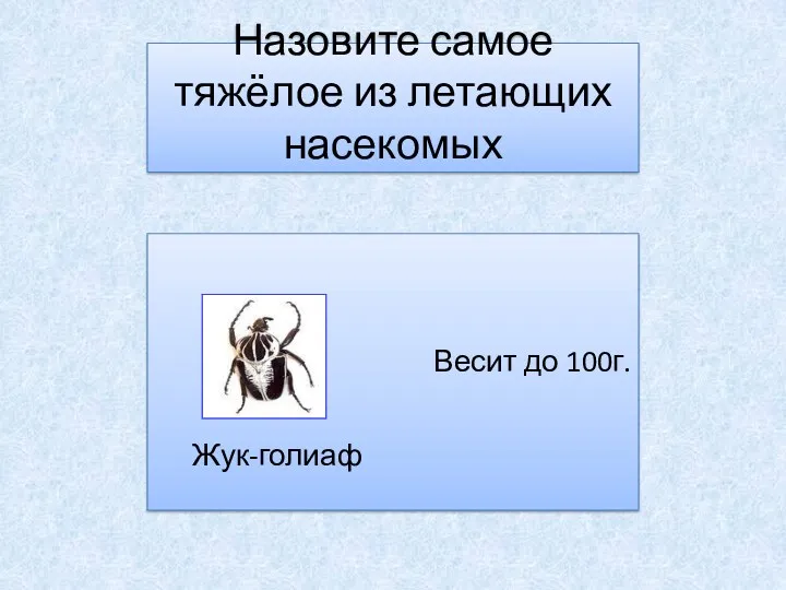 Назовите самое тяжёлое из летающих насекомых Весит до 100г. Жук-голиаф