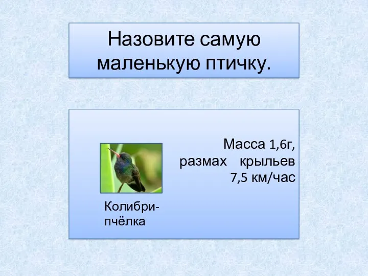 Назовите самую маленькую птичку. Масса 1,6г, размах крыльев 7,5 км/час Колибри- пчёлка