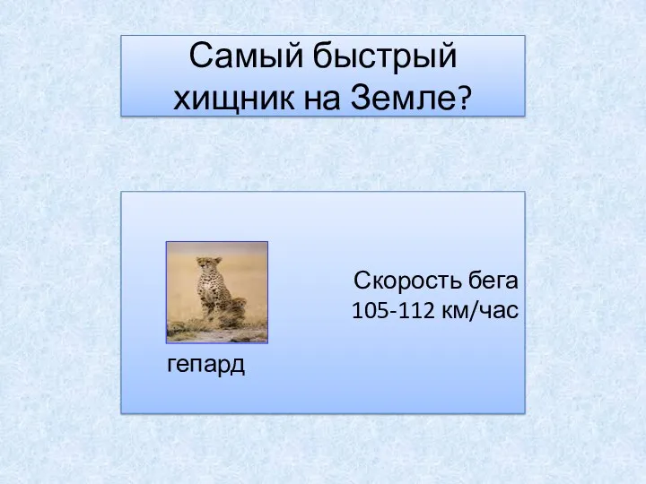 Самый быстрый хищник на Земле? Скорость бега 105-112 км/час гепард