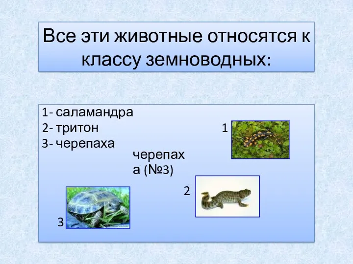 Все эти животные относятся к классу земноводных: 1- саламандра 2-