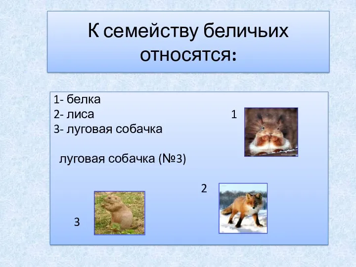 К семейству беличьих относятся: 1- белка 2- лиса 1 3-