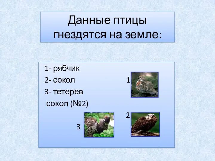 Данные птицы гнездятся на земле: 1- рябчик 2- сокол 1 3- тетерев сокол (№2) 2 3