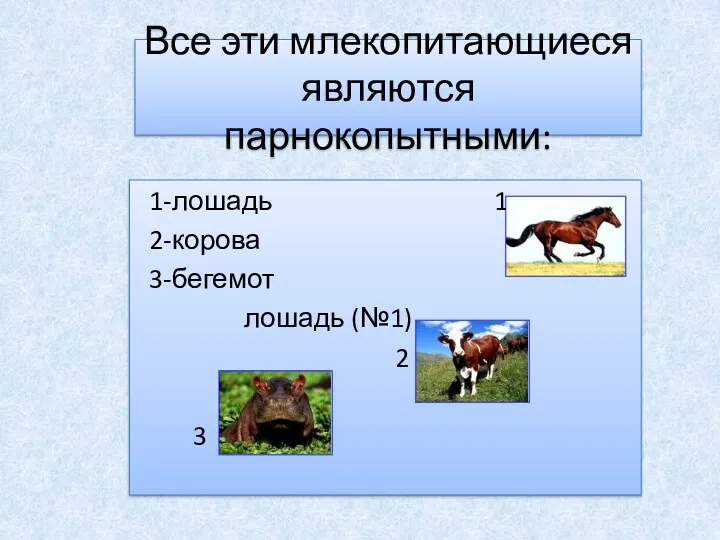 Все эти млекопитающиеся являются парнокопытными: 1-лошадь 1 2-корова 3-бегемот лошадь (№1) 2 3