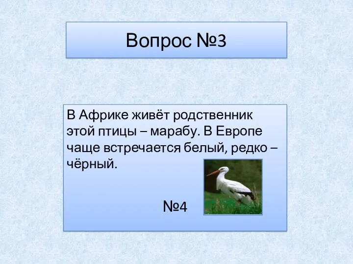 Вопрос №3 В Африке живёт родственник этой птицы – марабу.