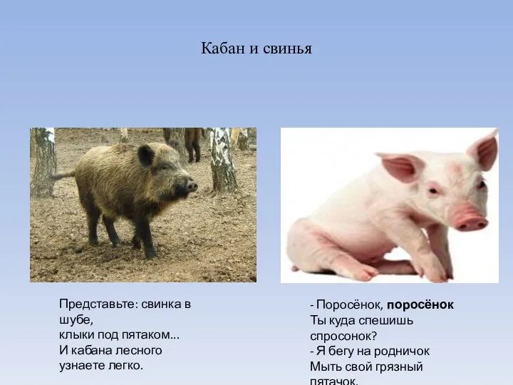 Кабан и свинья Представьте: свинка в шубе, клыки под пятаком... И кабана лесного