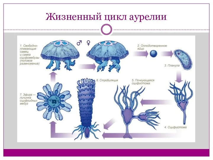 Жизненный цикл аурелии