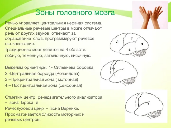 Зоны головного мозга Речью управляет центральная нервная система. Специальные речевые центры в мозге