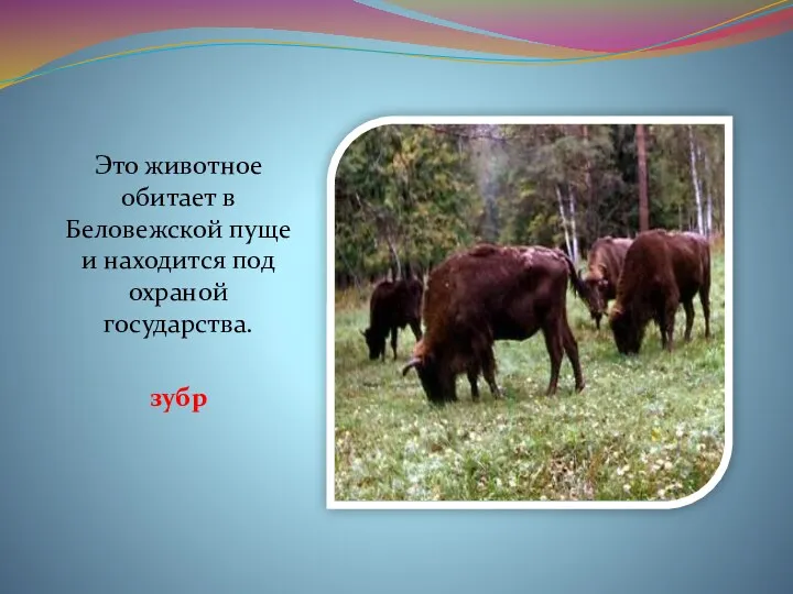 Это животное обитает в Беловежской пуще и находится под охраной государства. зубр