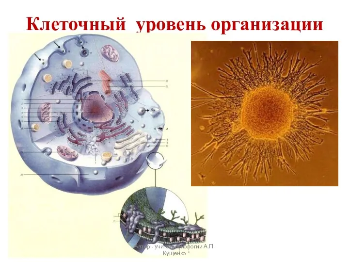 Клеточный уровень организации Автор - учитель биологии А.П. Кущенко