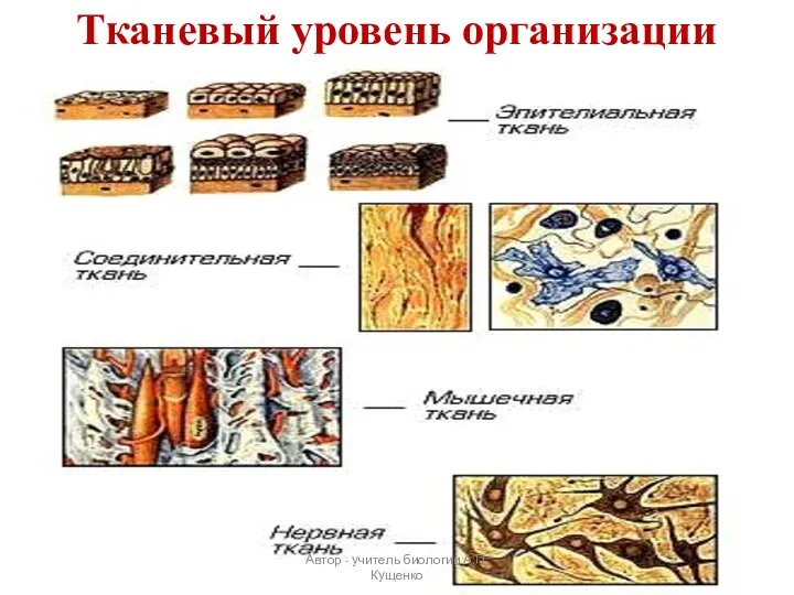 Тканевый уровень организации Автор - учитель биологии А.П. Кущенко