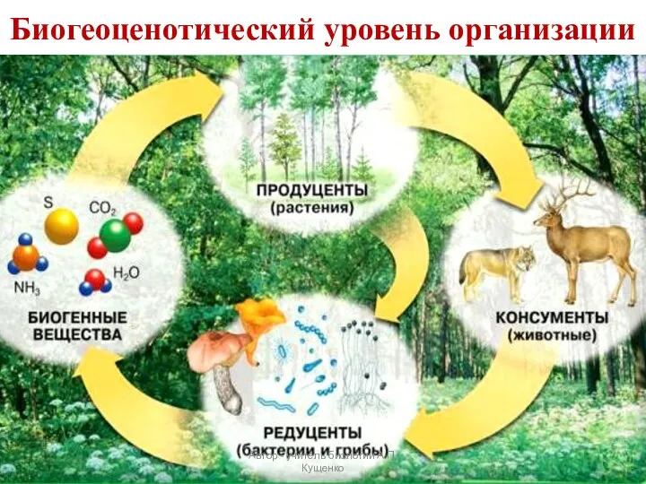 Биогеоценотический уровень организации Автор - учитель биологии А.П. Кущенко