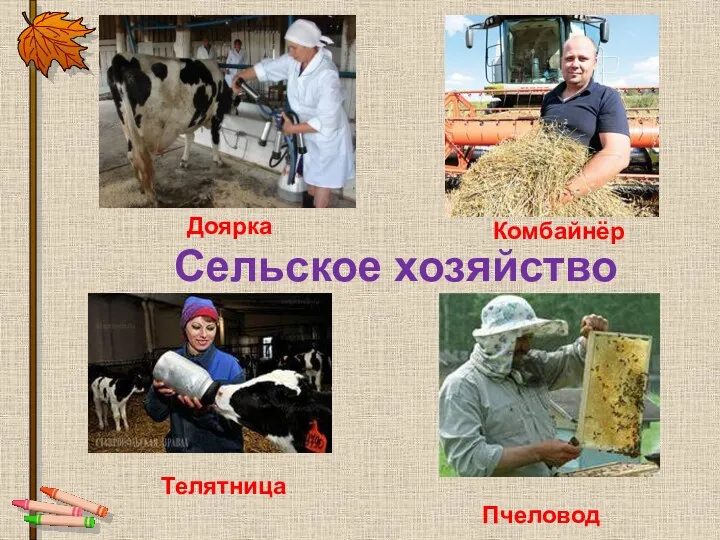 Сельское хозяйство Доярка Комбайнёр Телятница Пчеловод