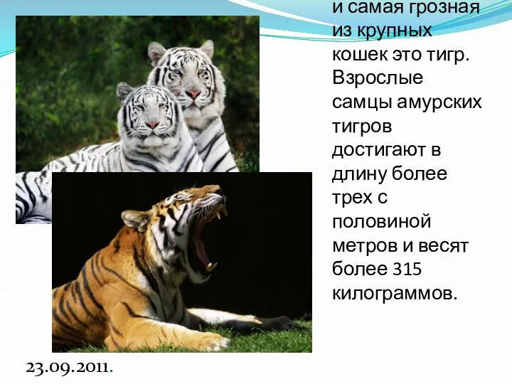 Самая большая и самая грозная из крупных кошек это тигр. Взрослые самцы амурских