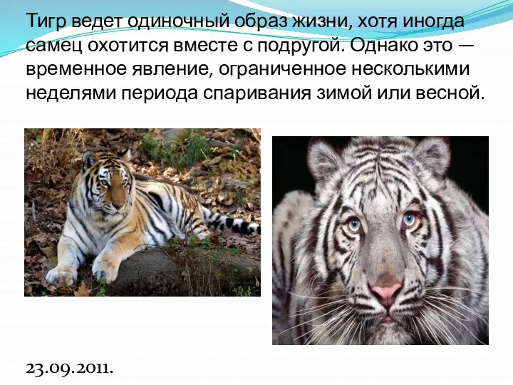 Тигр ведет одиночный образ жизни, хотя иногда самец охотится вместе с подругой. Однако