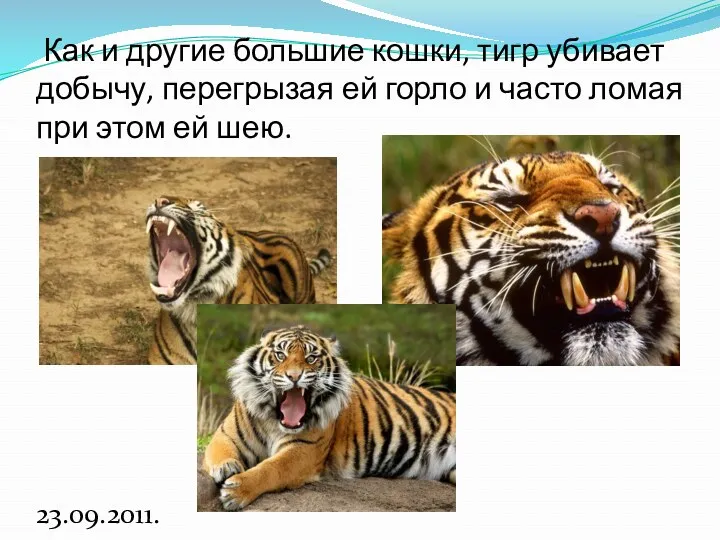Как и другие большие кошки, тигр убивает добычу, перегрызая ей горло и часто