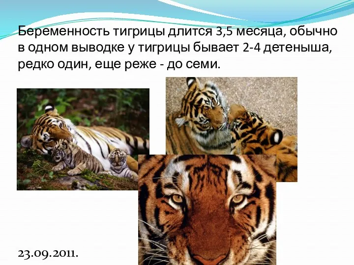 Беременность тигрицы длится 3,5 месяца, обычно в одном выводке у тигрицы бывает 2-4