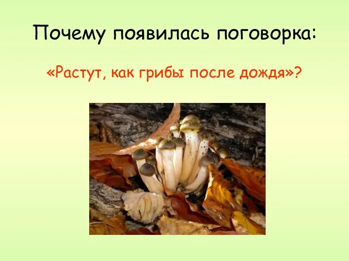 Почему появилась поговорка: «Растут, как грибы после дождя»?