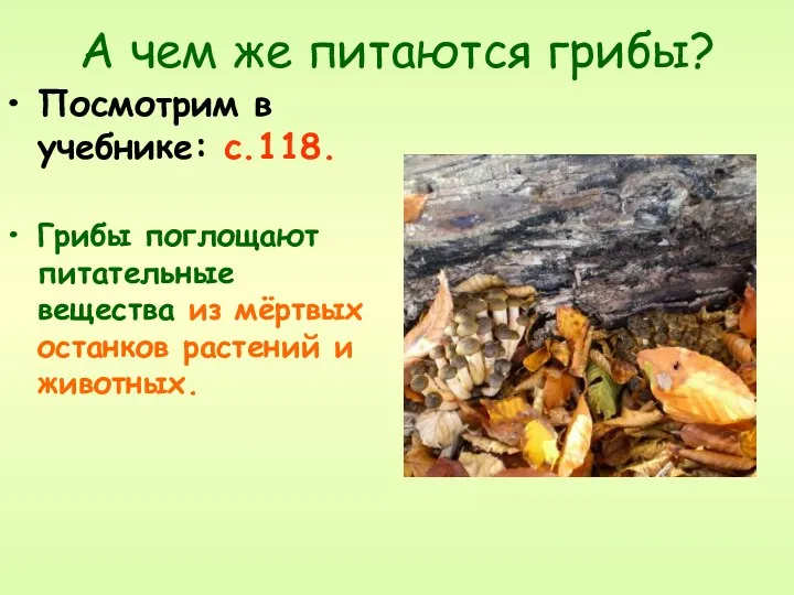 А чем же питаются грибы? Посмотрим в учебнике: с.118. Грибы поглощают питательные вещества