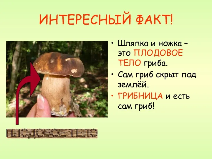 ИНТЕРЕСНЫЙ ФАКТ! Шляпка и ножка – это ПЛОДОВОЕ ТЕЛО гриба.