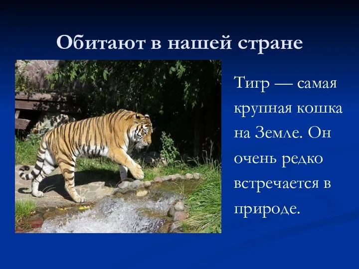Обитают в нашей стране Тигр — самая крупная кошка на Земле. Он очень