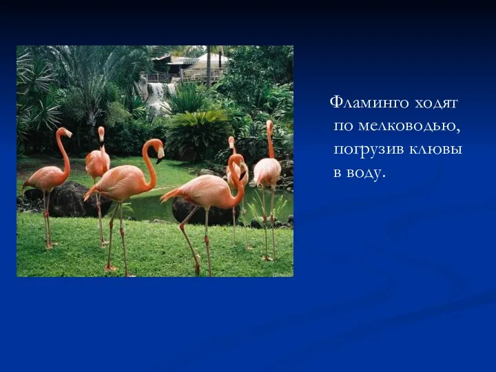Фламинго ходят по мелководью, погрузив клювы в воду.