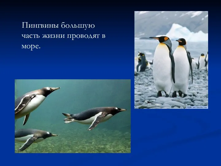 Пингвины большую часть жизни проводят в море.