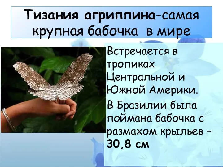 Тизания агриппина-самая крупная бабочка в мире Встречается в тропиках Центральной