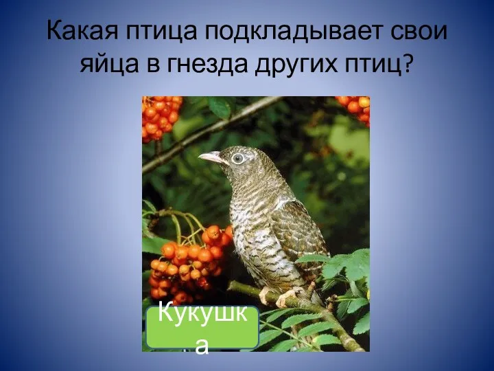 Какая птица подкладывает свои яйца в гнезда других птиц? Кукушка