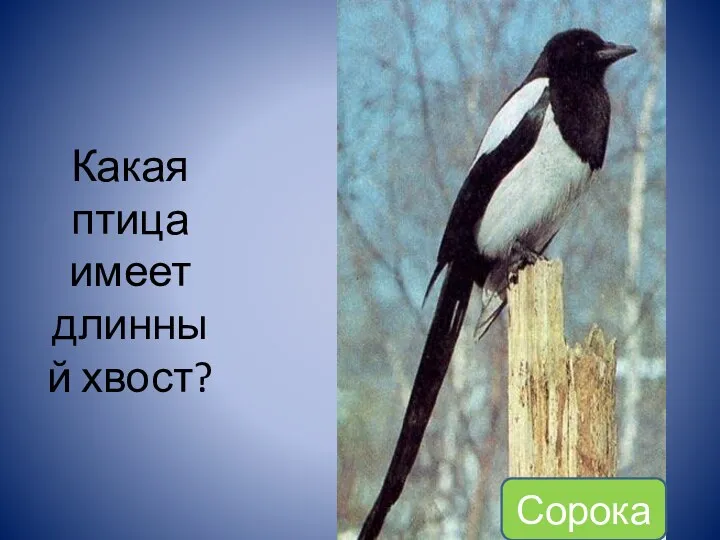 Какая птица имеет длинный хвост? Сорока