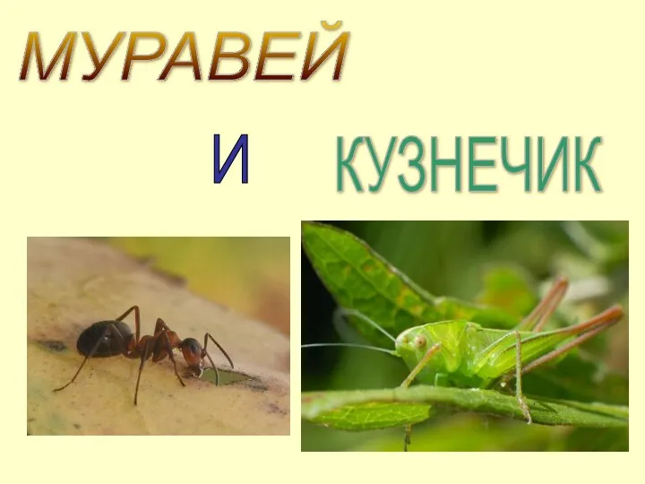 МУРАВЕЙ КУЗНЕЧИК И