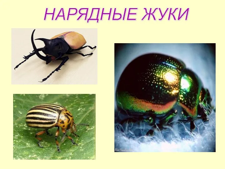 НАРЯДНЫЕ ЖУКИ