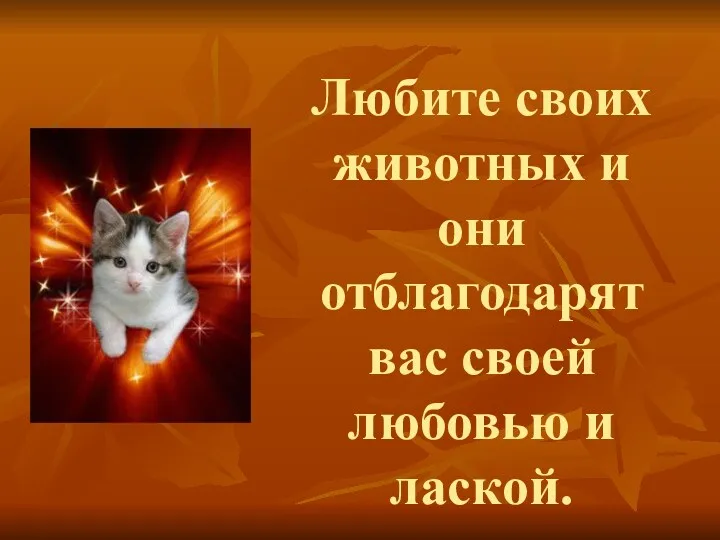 Любите своих животных и они отблагодарят вас своей любовью и лаской.