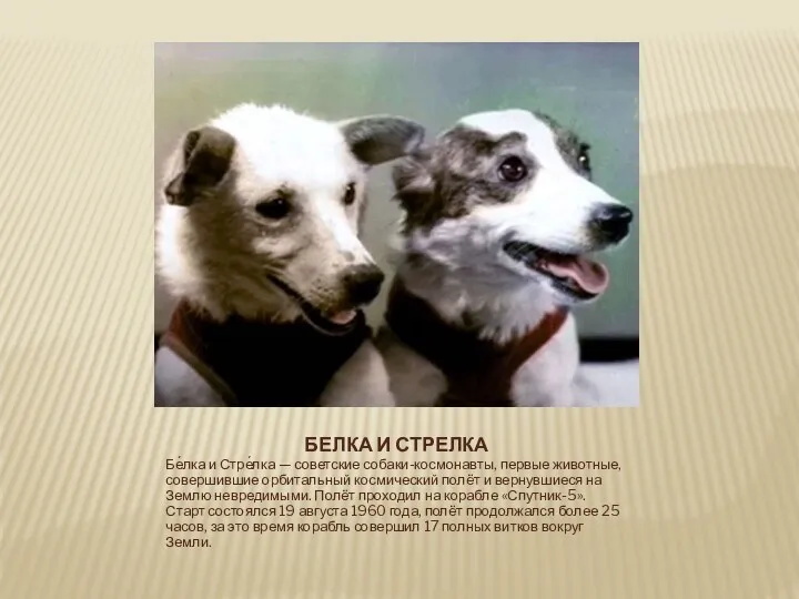 Белка и Стрелка Бе́лка и Стре́лка — советские собаки-космонавты, первые животные, совершившие орбитальный