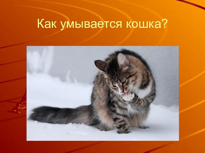 Как умывается кошка?