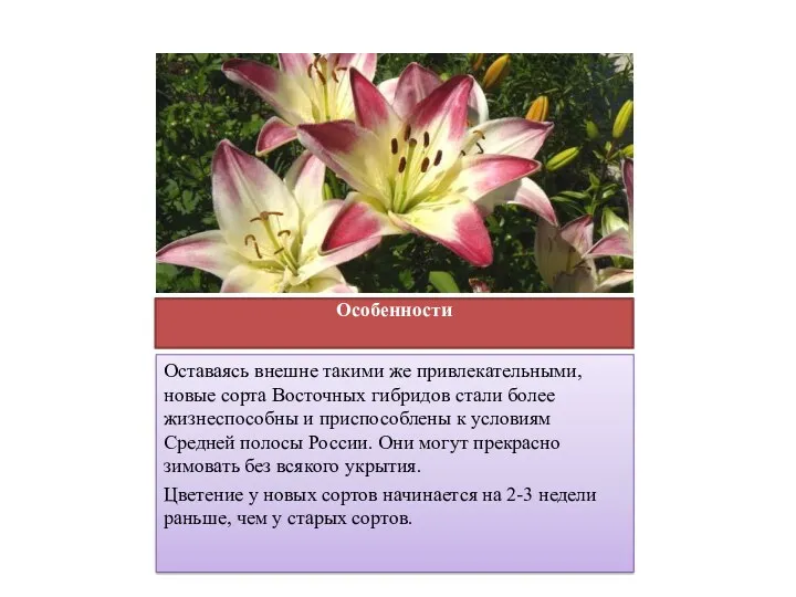 Особенности Оставаясь внешне такими же привлекательными, новые сорта Восточных гибридов