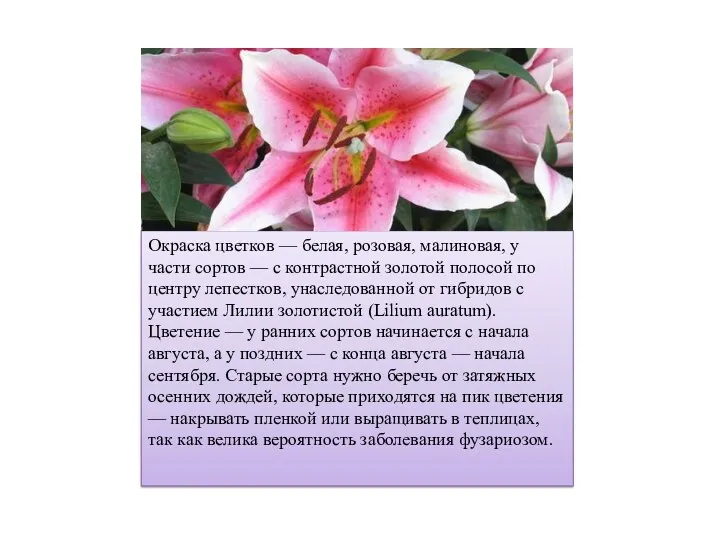 Окраска цветков — белая, розовая, малиновая, у части сортов —