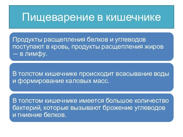 Пищеварение в кишечнике