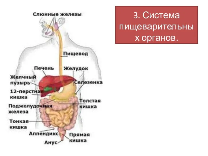 3. Система пищеварительных органов.