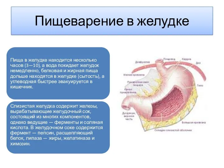 Пищеварение в желудке